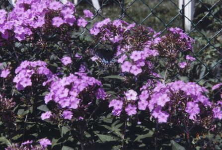 38 Kenwood Ave, Toronto, M6C2R9 | Image 2