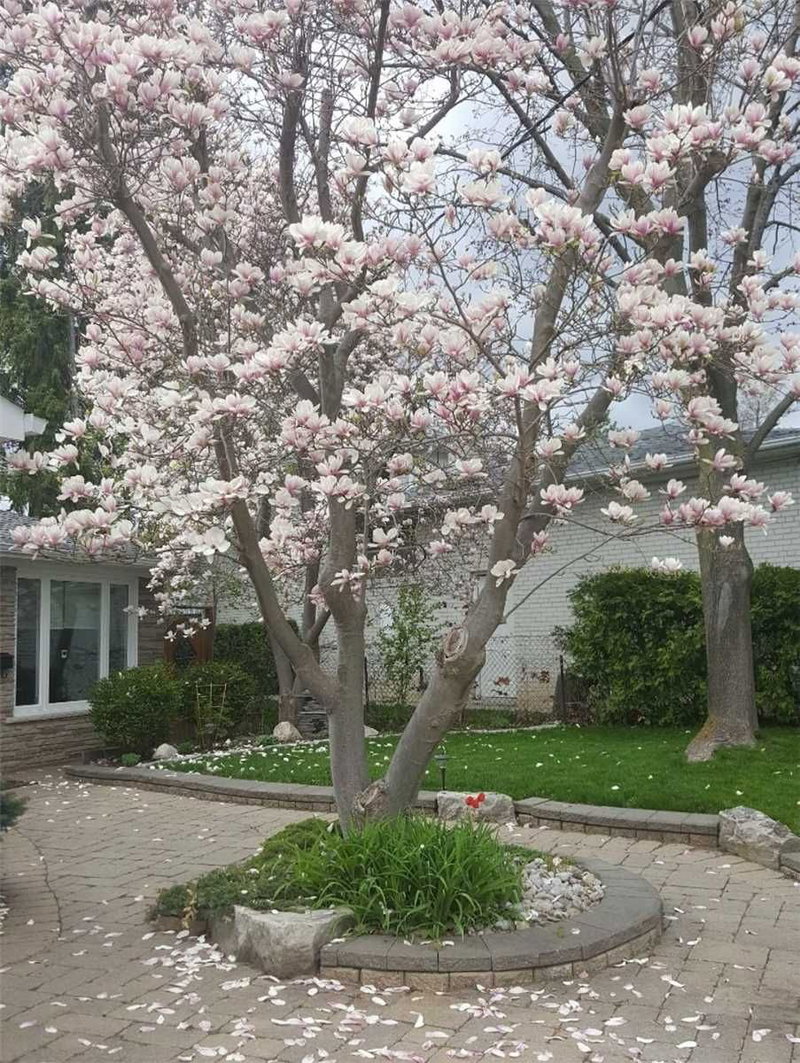 5 Warlock Cres, Toronto, M2K 2H8 | Image 3