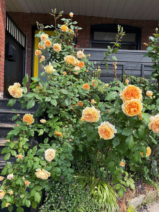 64 Chatham Avenue