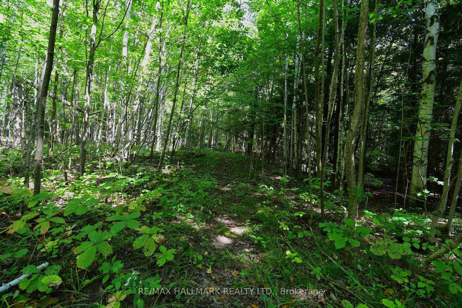 18555 Highway 12 • Scugog, ON photo 33