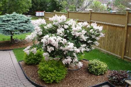 3 Bancroft Cres, Whitby, L1R2E6 | Image 2