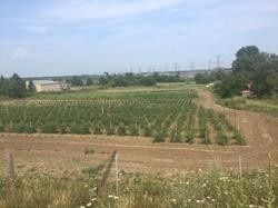 2465 Brock Rd, Pickering, L1V 2P8 | Image 2