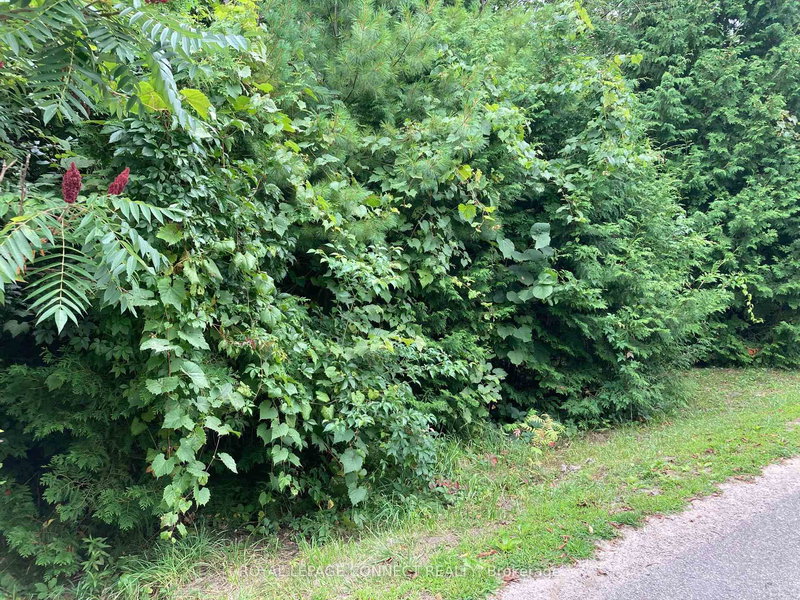 0 Pinecrest Rd, Georgina, L0E 1N0 | Image 2