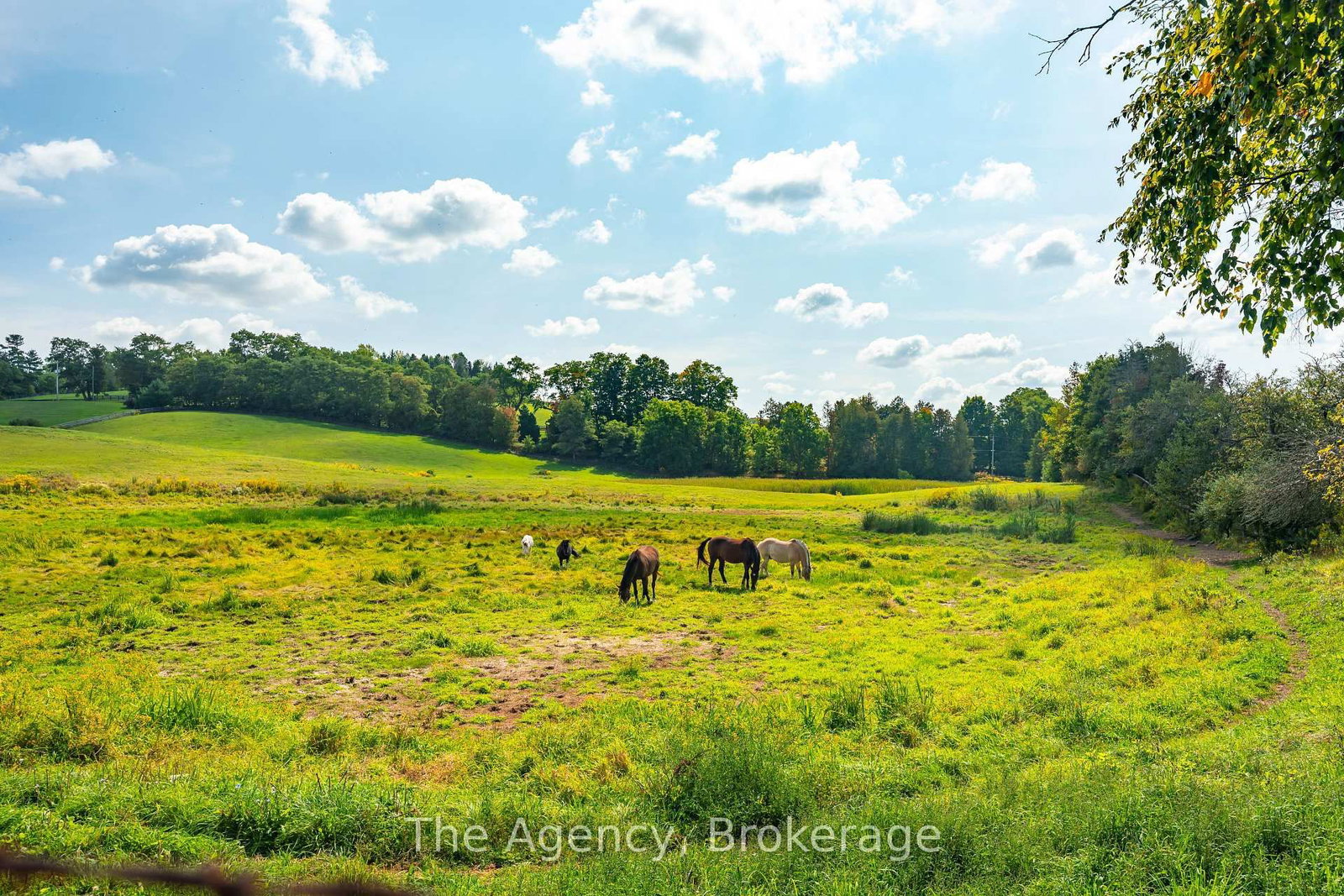 5150 17 Side Road • King, ON photo 40