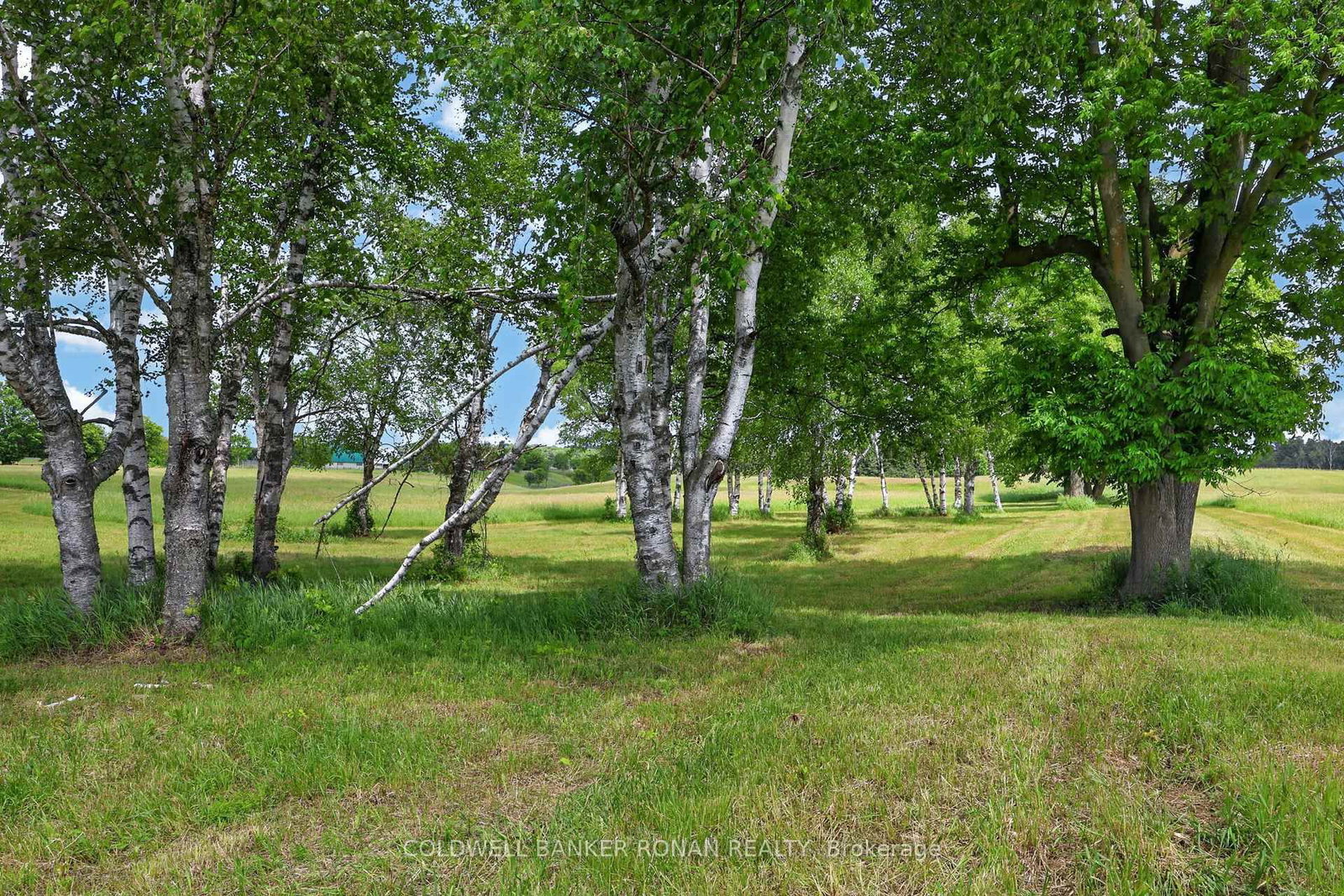 2362 Concession Rd 2 • Adjala-Tosorontio, ON photo 34