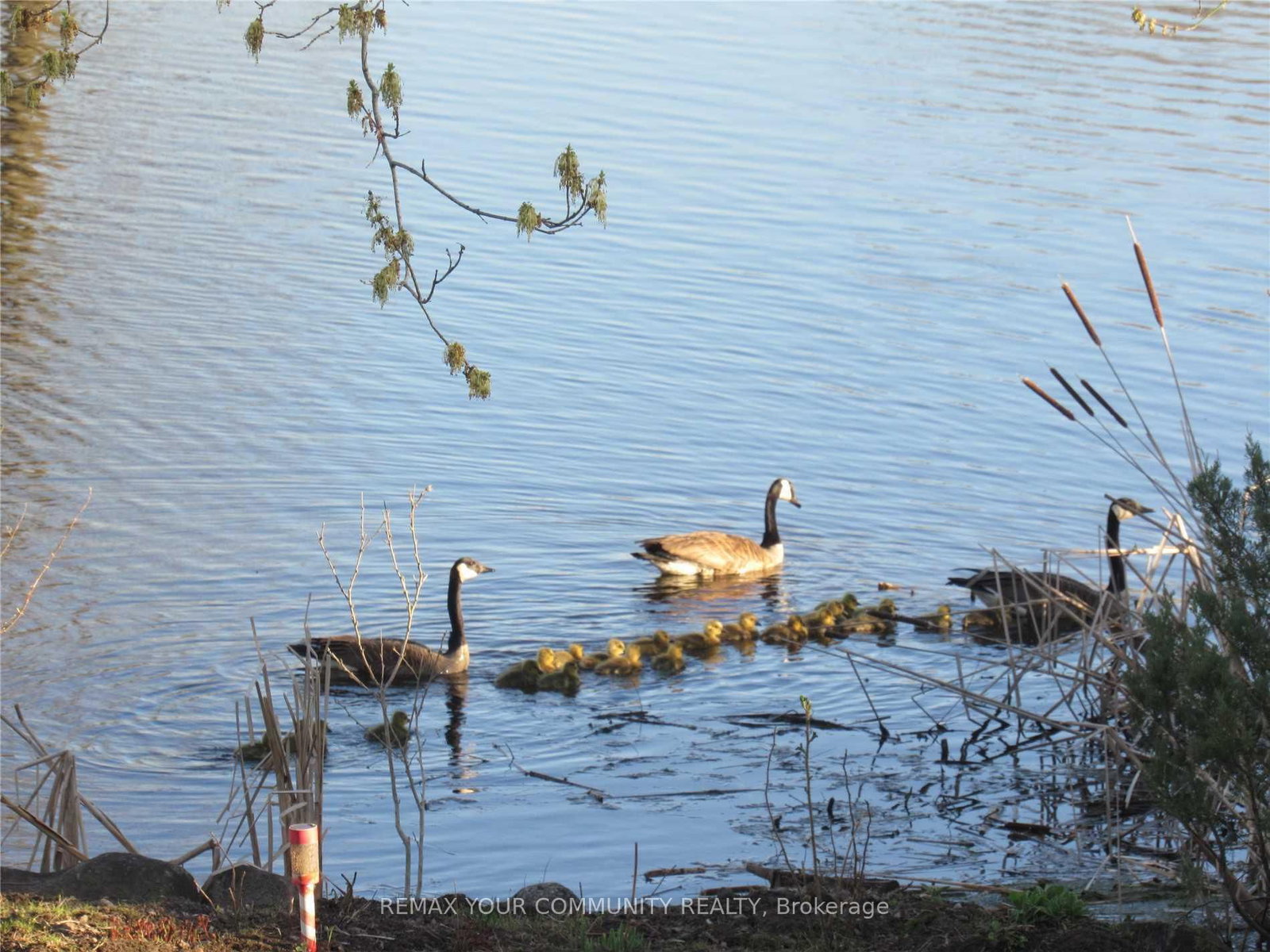 184 Riverbank Drive • Georgina, ON photo 25