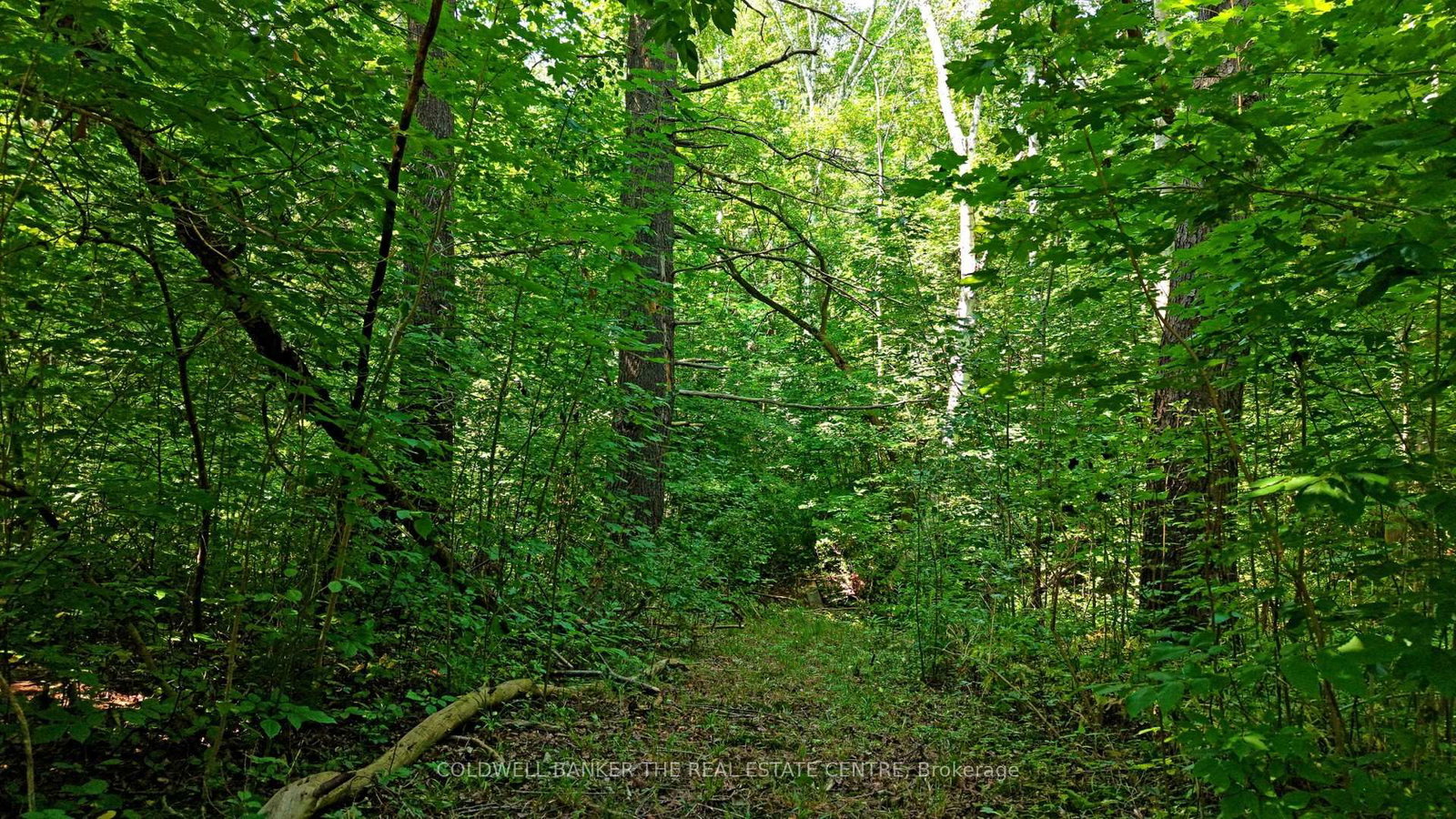 15600 Weston Road • King, ON photo 13