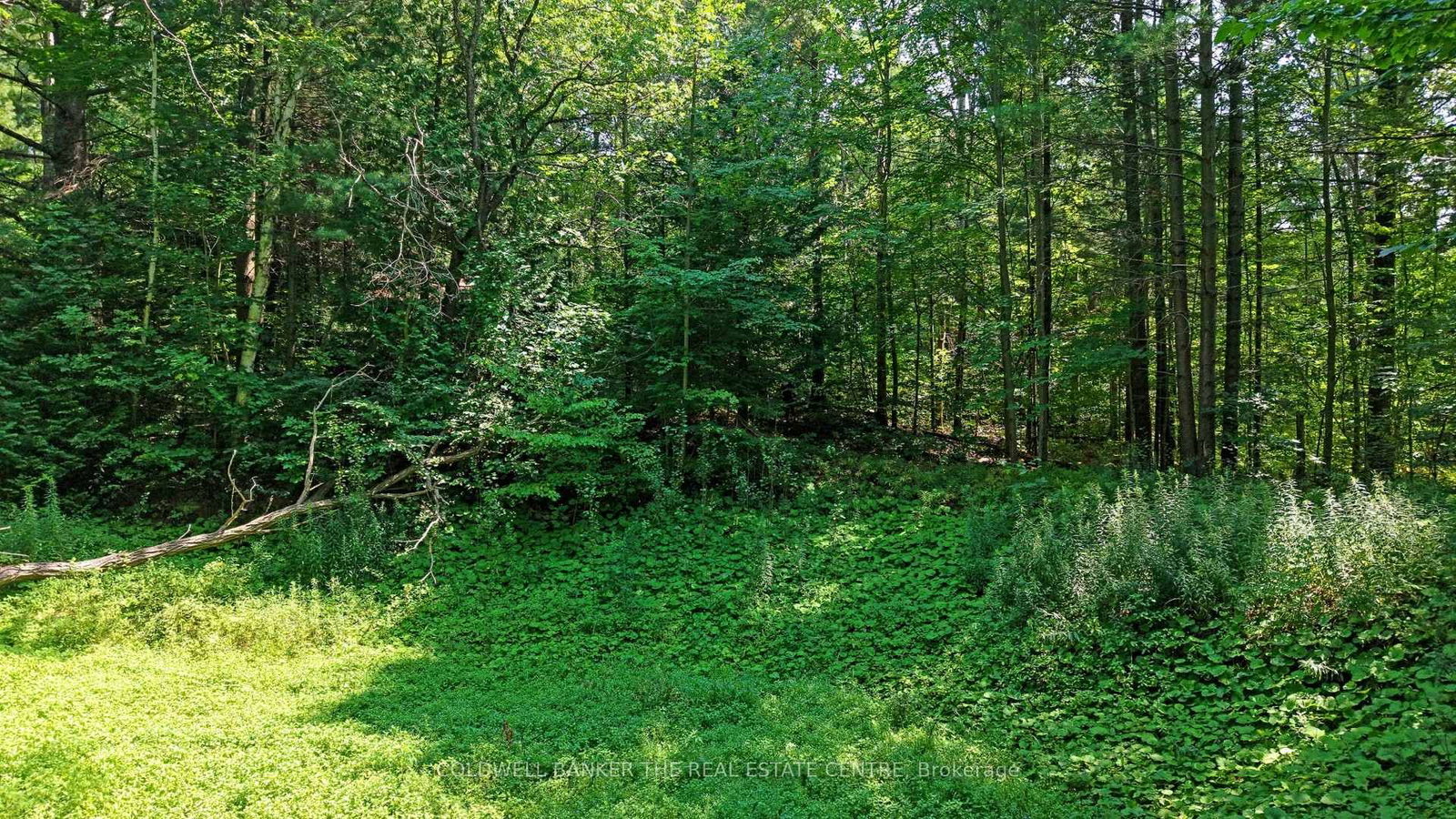 15600 Weston Road • King, ON photo 17