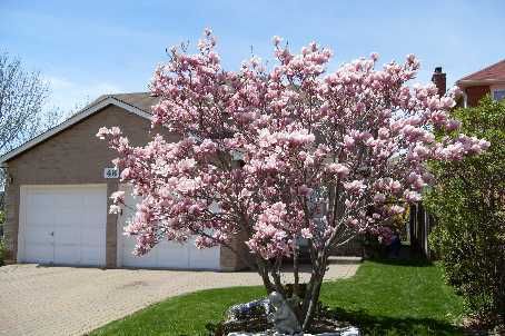 48 Fanshawe Dr, Richmond Hill, L4B1P5 | Image 2