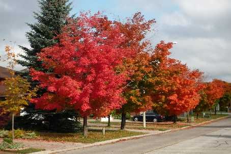 48 Fanshawe Dr, Richmond Hill, L4B1P5 | Image 3