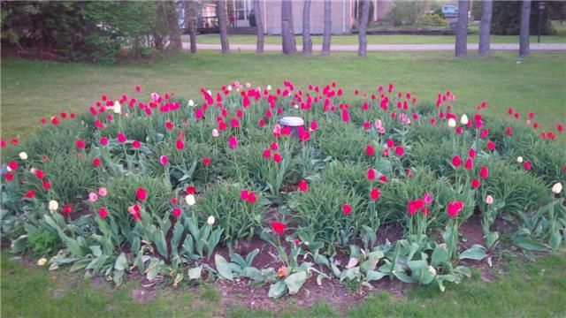 5373 Aurora Rd, Whitchurch-Stouffville, L4A7X4 | Image 3