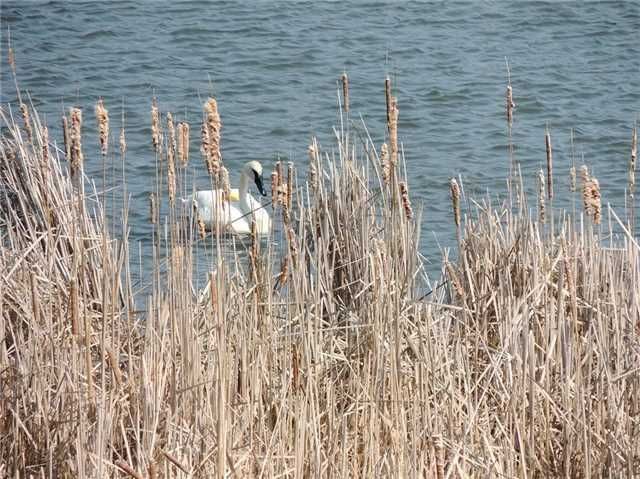 130 St. John's Sdrd E, Aurora, L4G 0M6 | Image 2