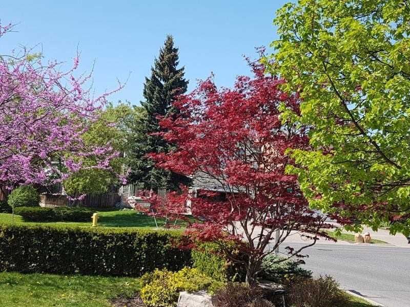 1 Bronte Rd, Markham, L3T7H5 | Image 2