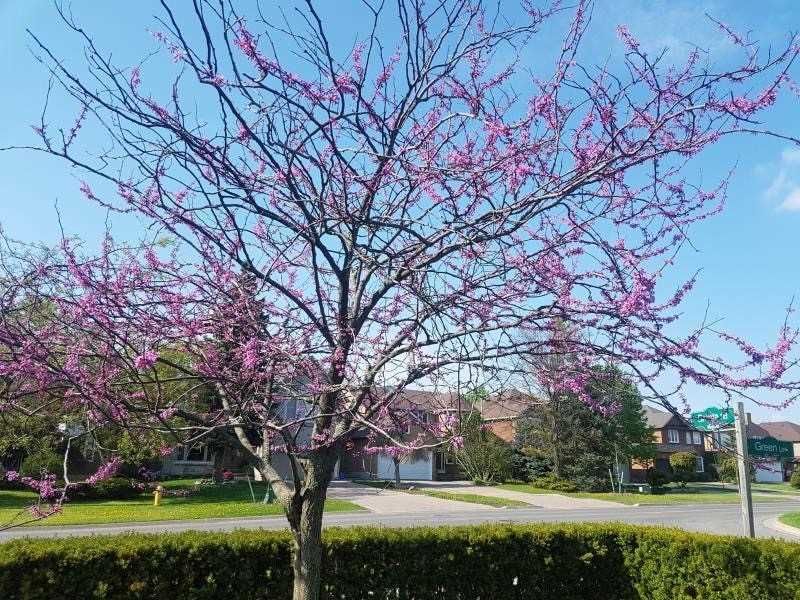 1 Bronte Rd, Markham, L3T7H5 | Image 3