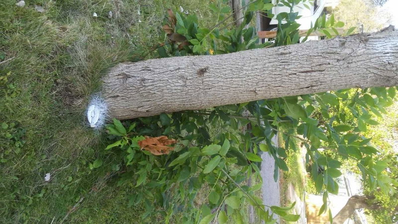 310 Terrace Dr, Georgina, L4P 2Y8 | Image 3