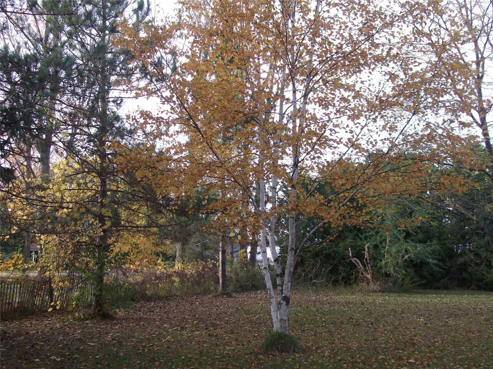 Listing Image 14