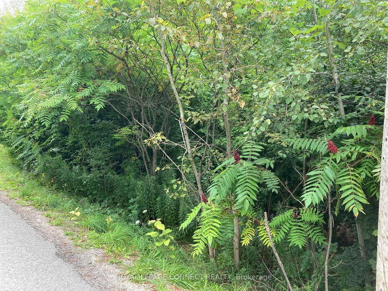 0 Pinecrest Rd, Georgina, L0E 1N0 | Image 2