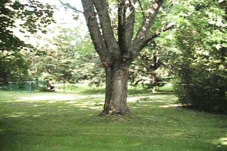 59 Johnson St, Markham, L3T2N9 | Image 2