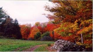 8546 Appleby Line, Milton - Nassagaweya image-0-4