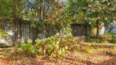 24 Champlain St, Orillia - Orillia image-0-4