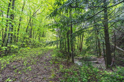 LT23&24 CON 8, Oro-Medonte - Rural Oro-Medonte image-0-4