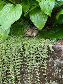 Townhouse for sale at 23-52 Adelade Street, Barrie, Ontario, L4N 3T5 - Allandale - MLS: S12915380