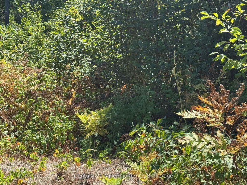 931 River Rd E, Wasaga Beach, L9Z 2P4 | Image 3