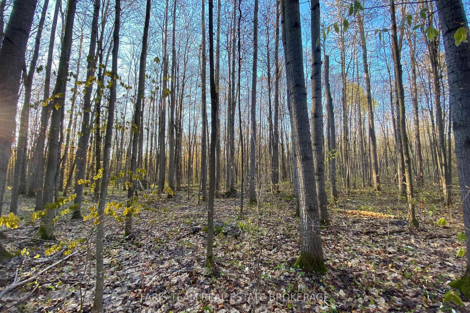 Listing Image 16