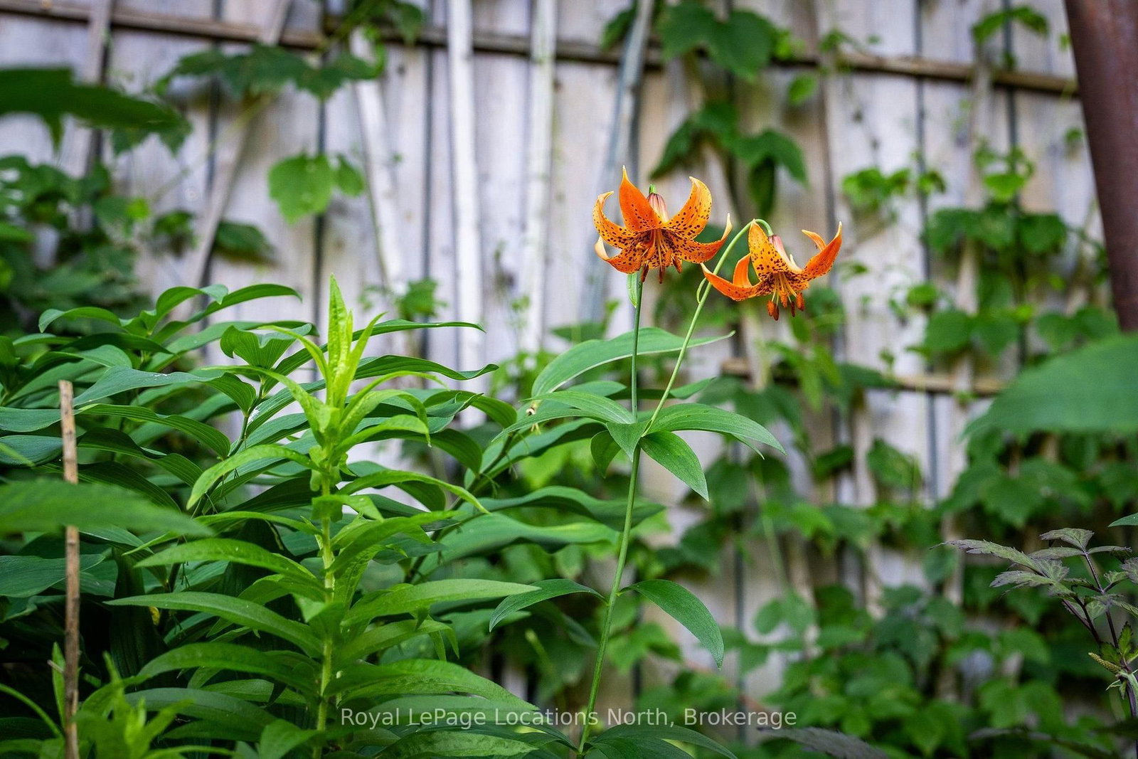 317 Second Street • Collingwood, ON photo 31
