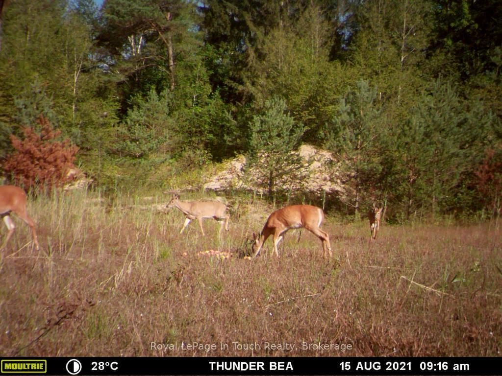 594 County Road 6 Road N • Tiny, ON photo 5