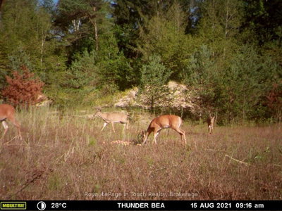 594 County Road 6 Road N • Tiny, ON photo 5