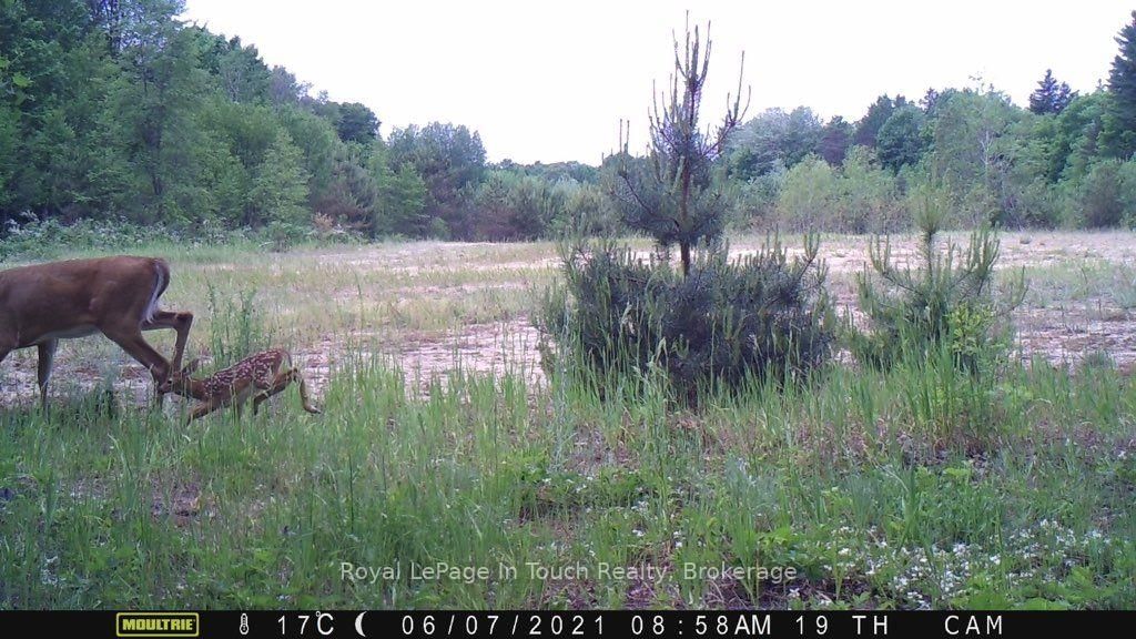 594 County Road 6 Road N • Tiny, ON photo 7
