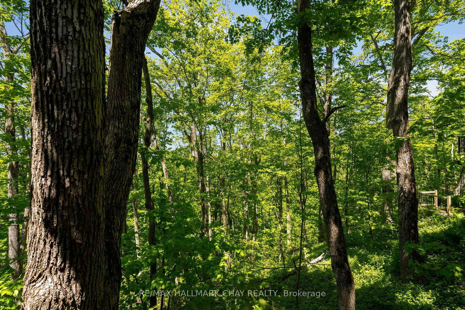 47 Cathedral Pines Road • Oro-Medonte, ON photo 36