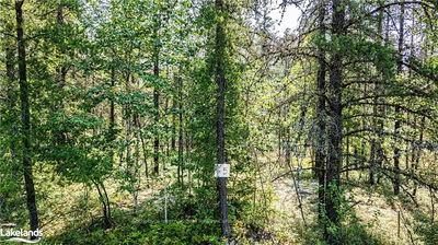 Unit Lot 12 —  MUNRO LAKE Rd, Cochrane Remote Area -  image-0-4