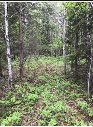 75.25 Acres in Township - PCL 4952