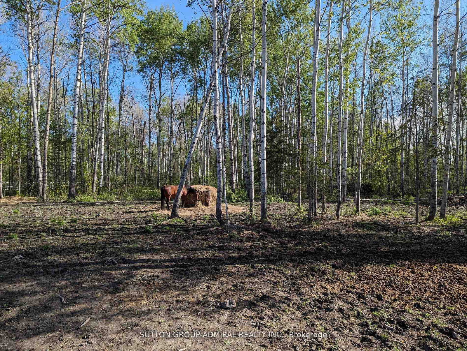 227005 Brentha Road • Englehart, ON photo 7