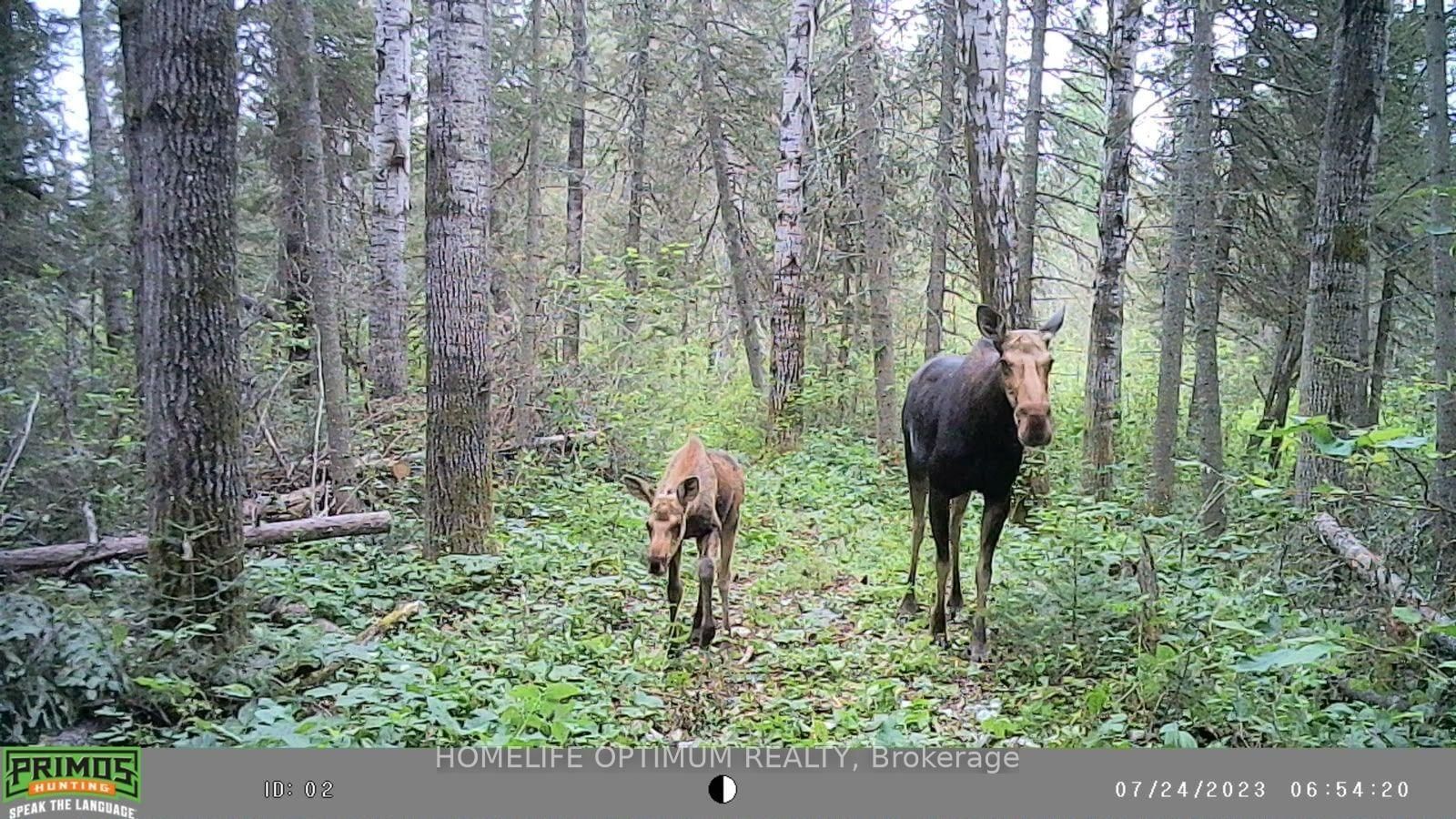PCL 3898 Bristo MINING CLAIM P. 8531 • Timmins, ON photo 15
