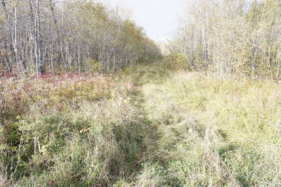 Lot 1A CAMPBELLS Rd, Timiskaming Remote Area -  image-0-3