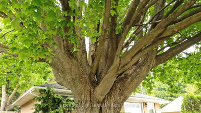 339 Broadway, Orangeville - Orangeville image-0-2