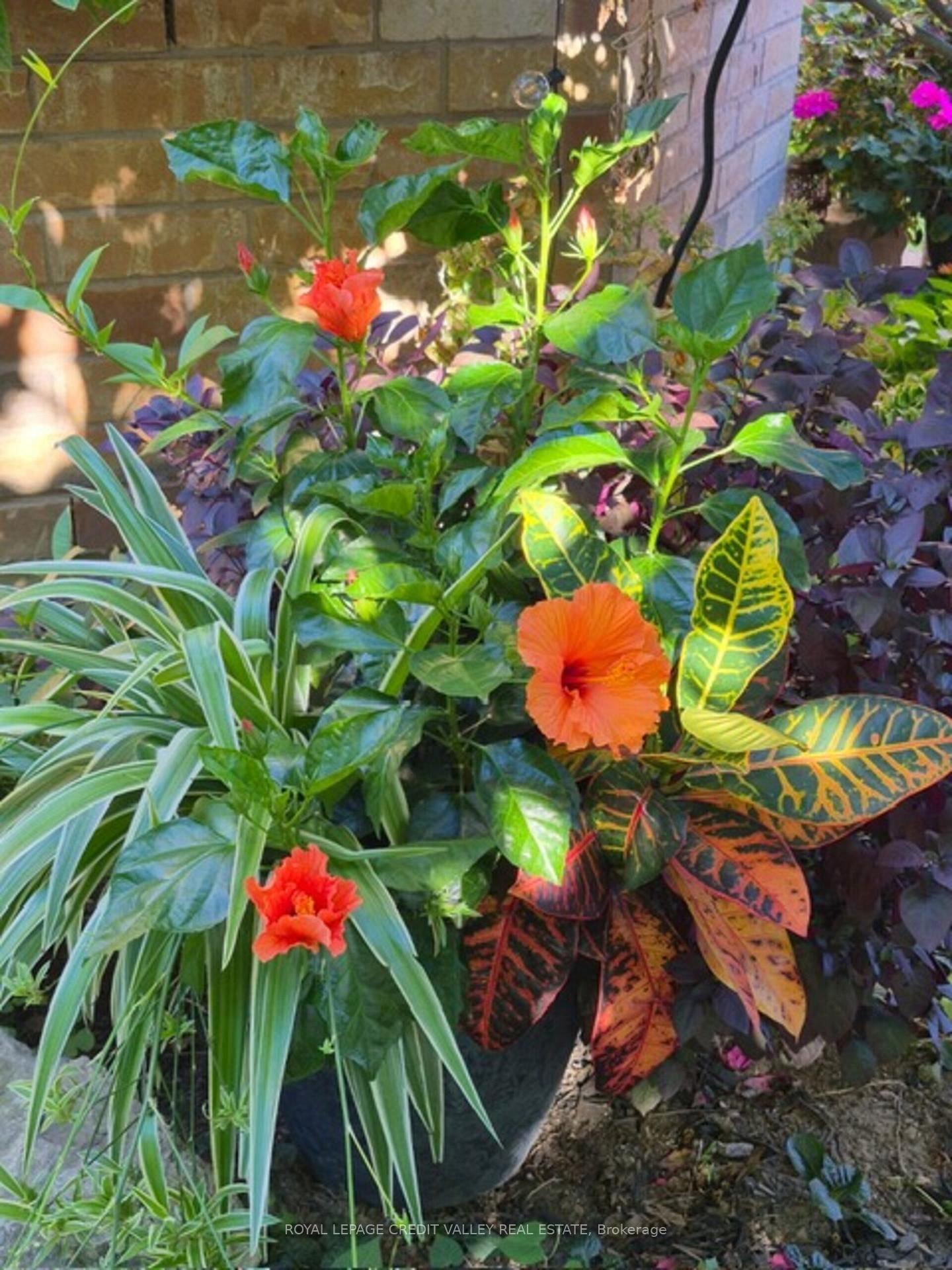 Detached House for sale at 75 Royal Valley Drive, Caledon, Ontario, L7C 1A2 - Rural Caledon - MLS: W12991334