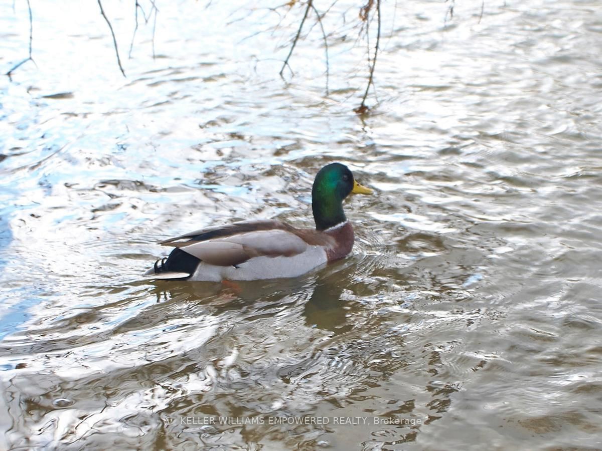 240 Scarlett Road, Unit 1309 - Photo 41