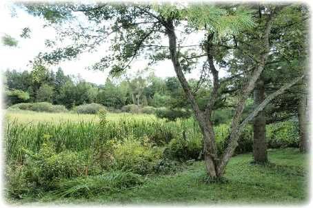 17170 Old Main St, Caledon, L7K0E6 | Image 3