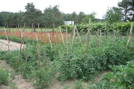 0 Highway 9, Caledon, L7E0G3 | Image 3