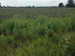 0 King St, Caledon, L7En/A | Image 2