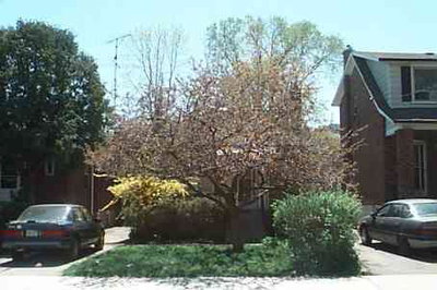 Detached House sold at 45 William Street, Toronto, Ontario, M9N2G6 - Weston - MLS: W369351