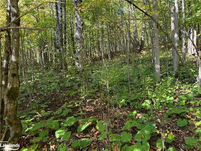 0-3 JACKS LAKE, Parry Sound Remote Area - Golden Valley image-0-4