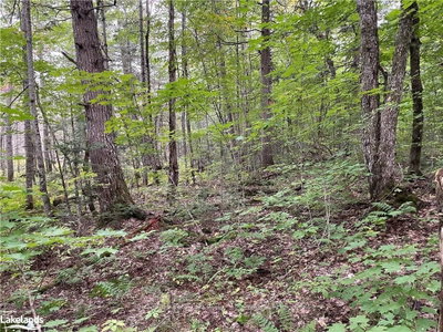 0 AXE LAKE Road — photo 6