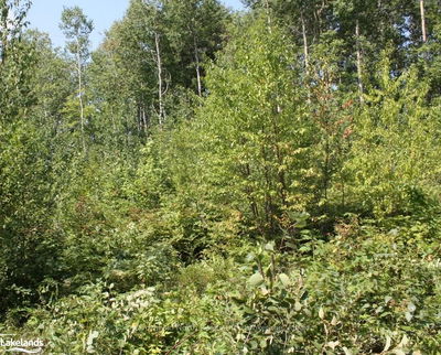 LOT 6 RIVERVIEW Dr, French River -  image-0-2