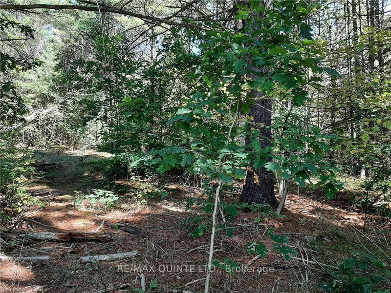  PT LT12 CON14 Hwy 37 Rd, Tweed - Hungerford (Twp) image-0-0