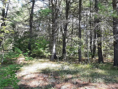  PT LT12 CON14 Hwy 37 Rd, Tweed - Hungerford (Twp) image-0-3